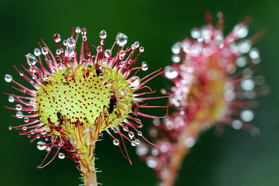  Rosiczka okrągłolistna